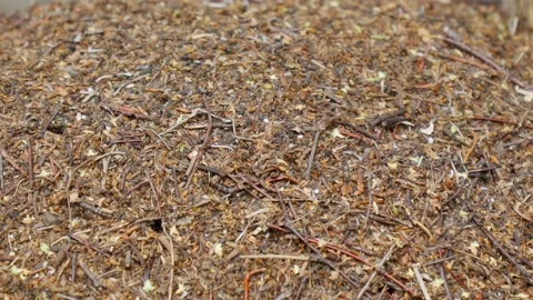 A large anthill in a green forest among the trees. Anthill on a nice sunny day Stock Footage 202271947