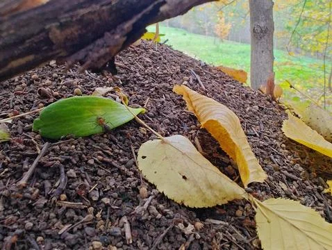 A large anthill with leaves Stock Photos