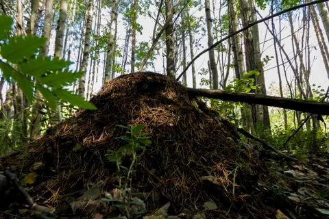 A large anthill in a mixed forest 写真素材