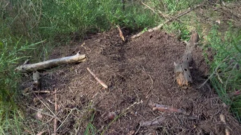 Large anthill mound made of soil and twigs surrounded by green grass  Vidéo 340997983