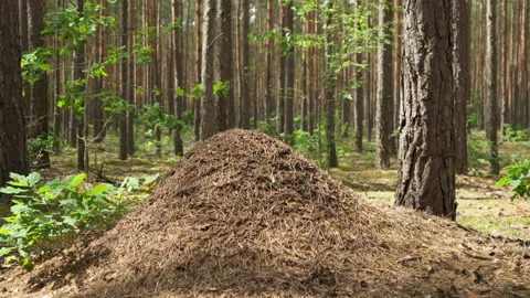Large anthill mound stands in a pine forest during a sunny day in nature. Stock Footage 340281918