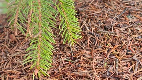 A large anthill near a spruce tree Stock Footage 318615076