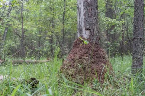 Large anthill next to spruce tree in mixed forest in green grass in summer. I Stock Photos