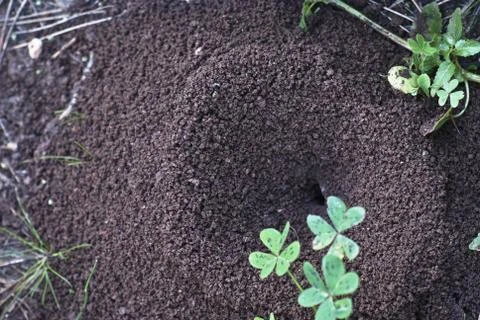 Large anthill Stock Photos