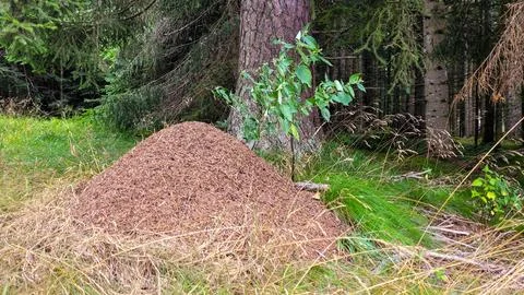 A large anthill in a pine forest. Black forest, Schwarzwald in Germany. Stock Photos