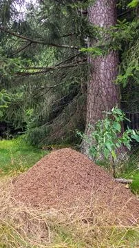 A large anthill in a pine forest. Black forest, Schwarzwald in Germany. Vertical Stock Photos