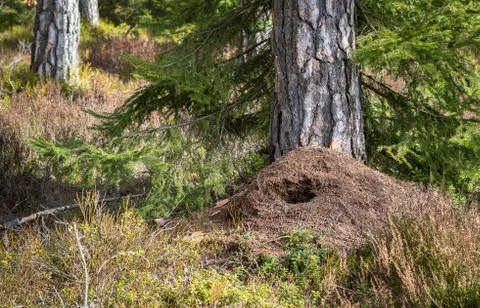 Large anthill in the pine forest in spring, destroyed by green woodpecker h.. Stock Photos