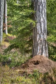 Large anthill in the pine forest in spring, destroyed by green woodpecker h.. Stock Photos