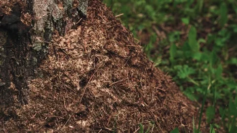 A large anthill in slow motion. close-up Stock Footage 311373980