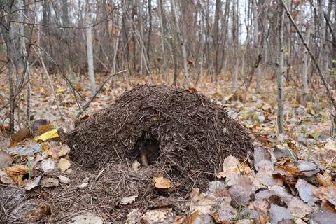 Large anthill standing in the middle of a forest in autumn Stock Photos