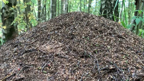 Large anthill in the summer forest.  Ants at work. Video stock 115024079