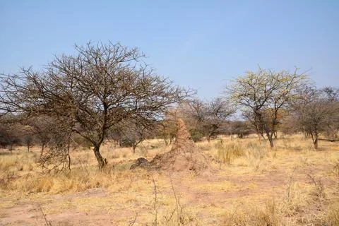 A large anthill under a tree in a desert area on yellowed grass Stock Photos