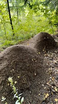 A large anthill of unusual shape in the middle of the forest Stock Photos