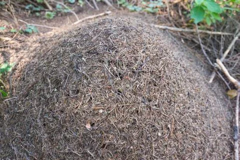 Large anthill in the woods Stock Photos