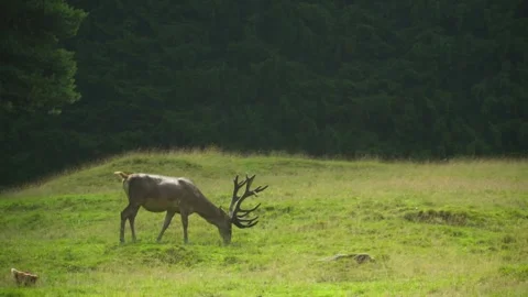 A large antlered deer grazes peacefully in a meadow Stock Footage 314736030