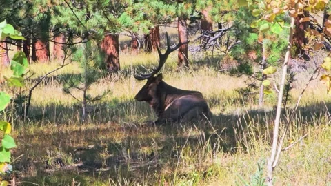 Large antlered elk resting in a quiet forest clearing, with pine trees, dry Stock Footage 341402688