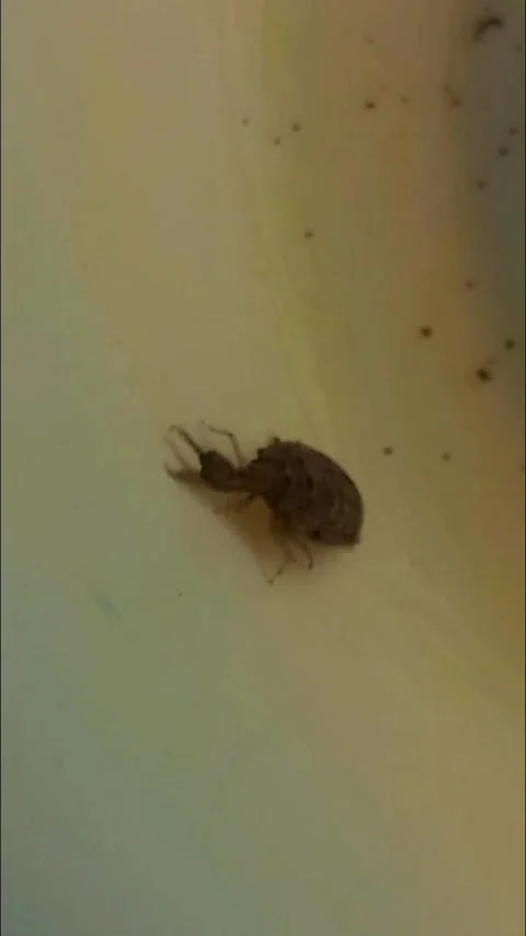 Large Antlion Attempting to Climb, Falling on Its Back, and Flipping Over  库存影片 340888701