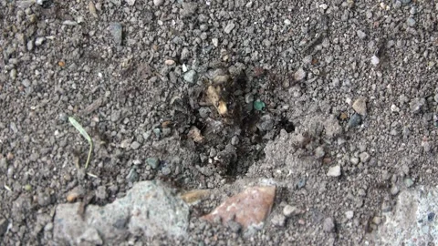 Large ants in an anthill Stock-Footage 242722381