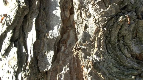 Large ants crawl on the pine tree in the bright sun Video stock 102467517