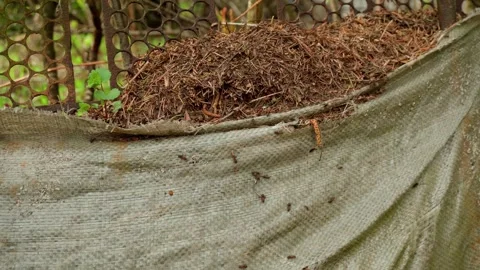 Large ants run around and build an anthill from improvised materials Stock Footage 275815824