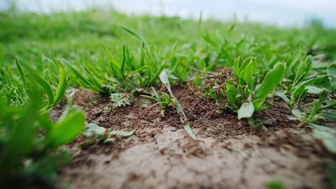 Large ants run on the ground, collecting twigs and leaves for the anthill. Stock Footage 153767703