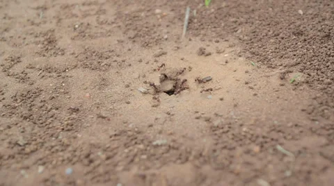 Large Ants scurrying around Vídeos de archivo 34411384