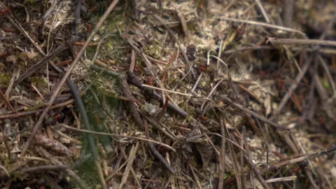 Large ants in slow motion . close-up Stock Footage 311373916