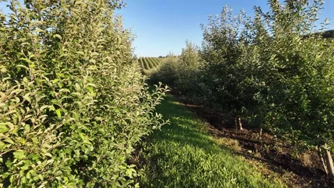 A large apple orchard with long rows of trees stretching toward the horizon. Stock Footage 328982221