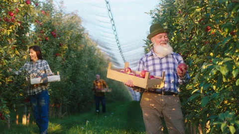 In a large apple orchard old farmer man and his family members working together Stock Footage 169929845