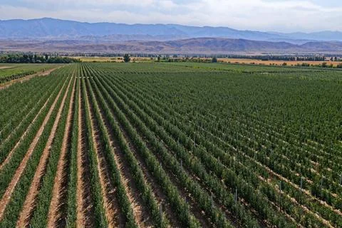 A large apple orchard. 스톡 사진