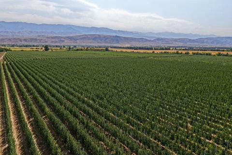 A large apple orchard. 스톡 사진