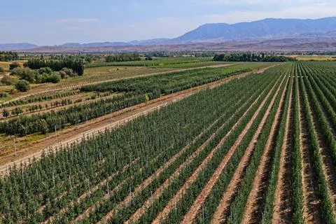 A large apple orchard. 스톡 사진