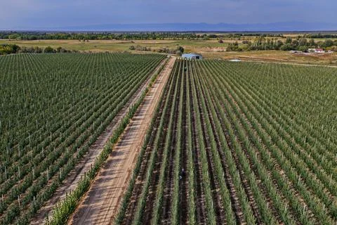 A large apple orchard. 스톡 사진