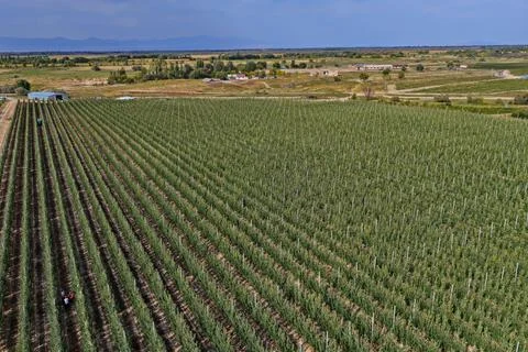 A large apple orchard. Photos