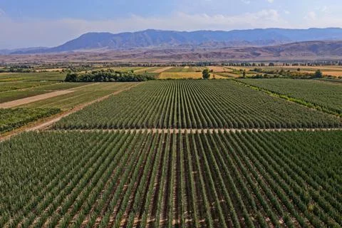 A large apple orchard. Fotos de archivo