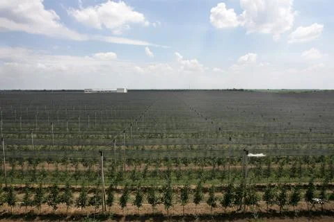 Large apple orchard in summer Stock Photos