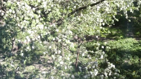 Large apple tree blossom under bright spring sunlight Stock Footage 135132087