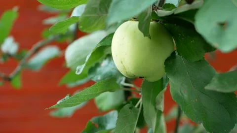 Large apples on the branches of an apple tree in a rustic garden. Stock Footage 240397176