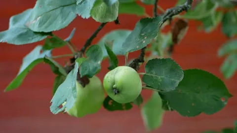 Large apples on the branches of an apple tree in a rustic garden. Stock Footage 240397610
