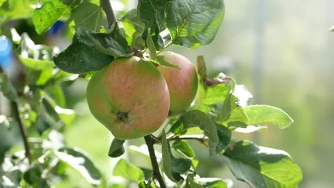 Large apples on the branches of an apple tree in a rustic garden. Stock Footage 240399283