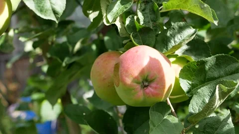 Large apples on the branches of an apple tree in a rustic garden. Stock Footage 240399628
