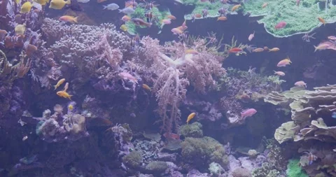 Large aquarium with diverse array of marine life closeup Stock Footage 287915794