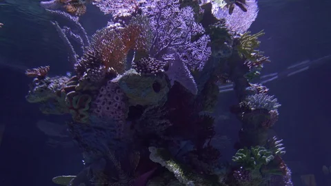 Large aquarium with exotic fish Stock Footage 113831258