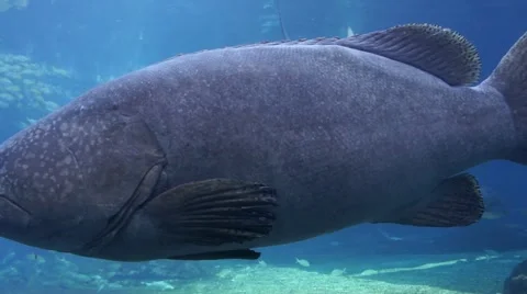 Large Aquarium Fish Stock Footage 3634011