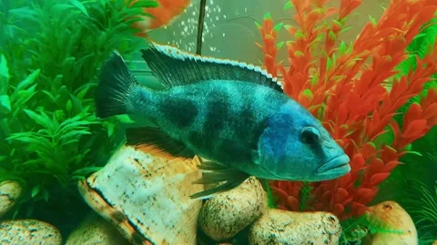 Large aquarium fish. Stock Footage 277347906
