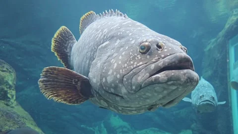 The Large Aquarium Fish Video stock 297752465