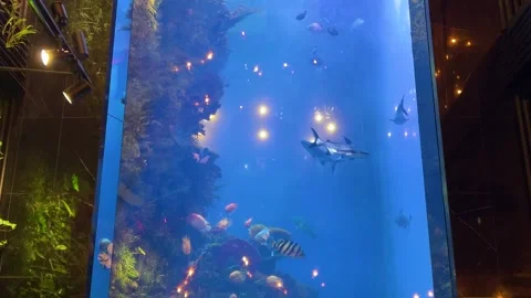Large aquarium with fish. Restaurant interior details. Stock Footage 311073877
