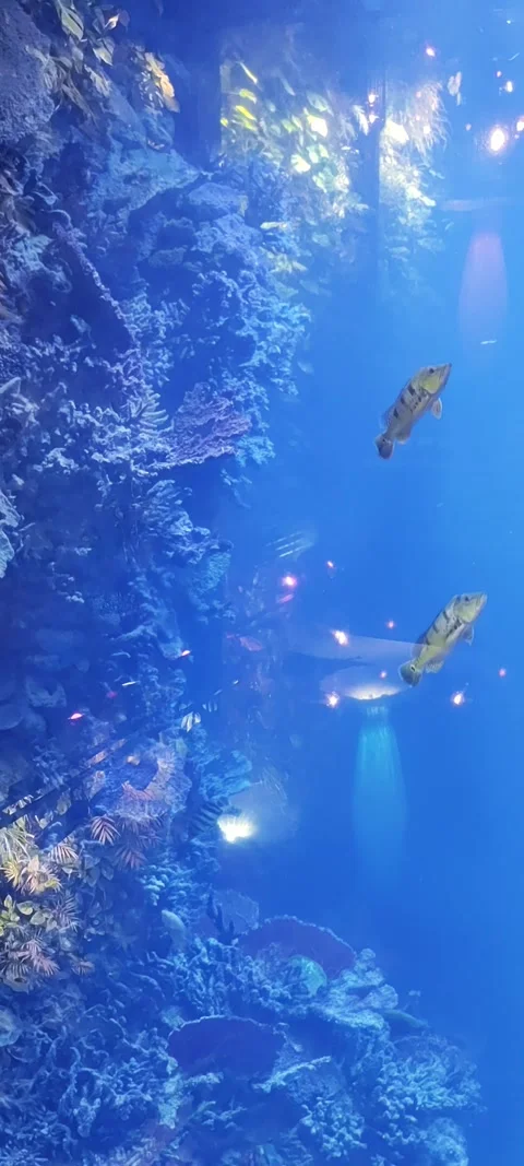 A large aquarium with large fish Stock Footage 271694218