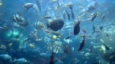 Large aquarium with many fish Stock Footage 252231593