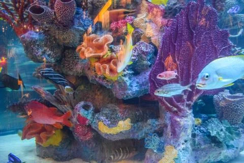 Large Aquarium Stock Photos